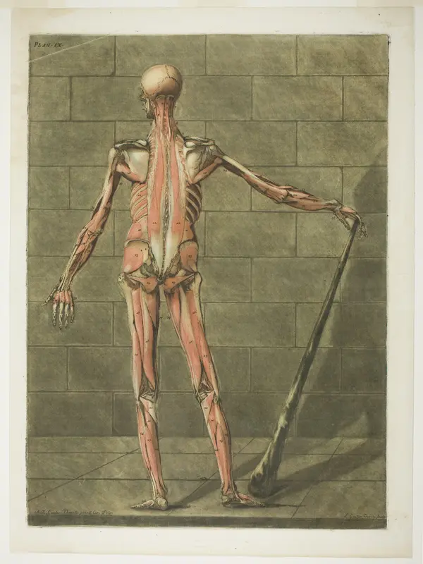 Posterior View of Muscle Man, plate nine from Complete Anatomy Course by Arnauld Éloi Gautier d'Agoty - High-Resolution Digital Print
