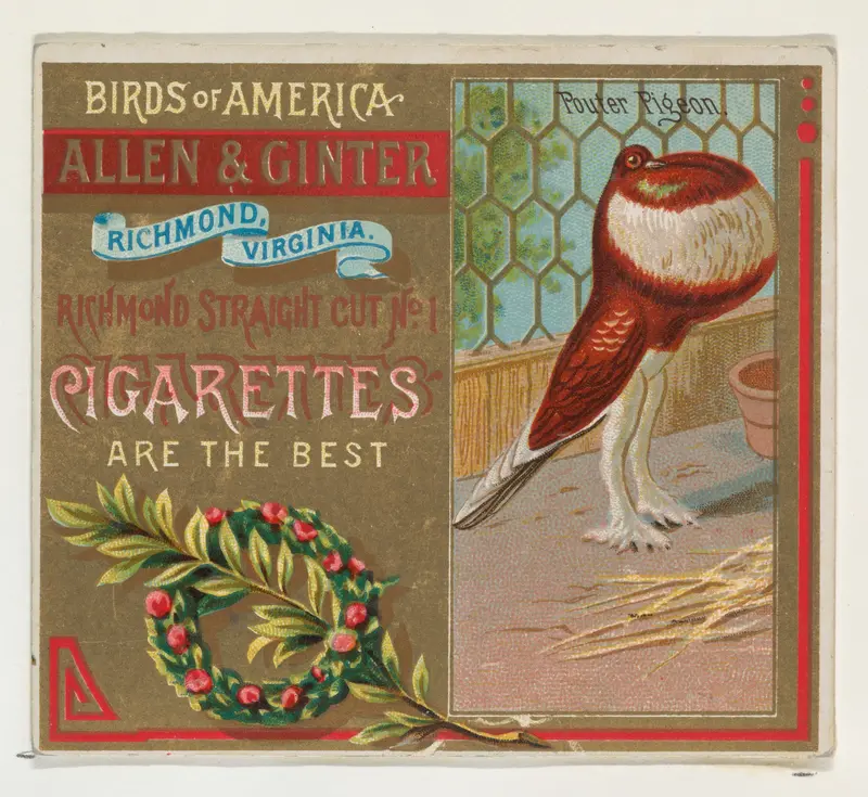 Pouter Pigeon, from the Birds of America series (N37) for Allen & Ginter Cigarettes Wall Art by Allen & Ginter - High-Resolution Digital Print