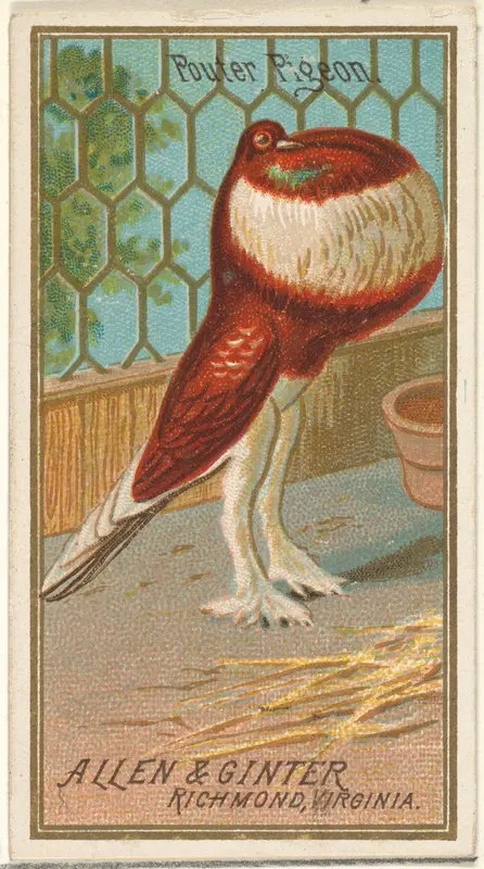 Pouter Pigeon, from the Birds of America series (N4) for Allen & Ginter Cigarettes Brands Wall Art by Allen & Ginter - High-Resolution Digital Print