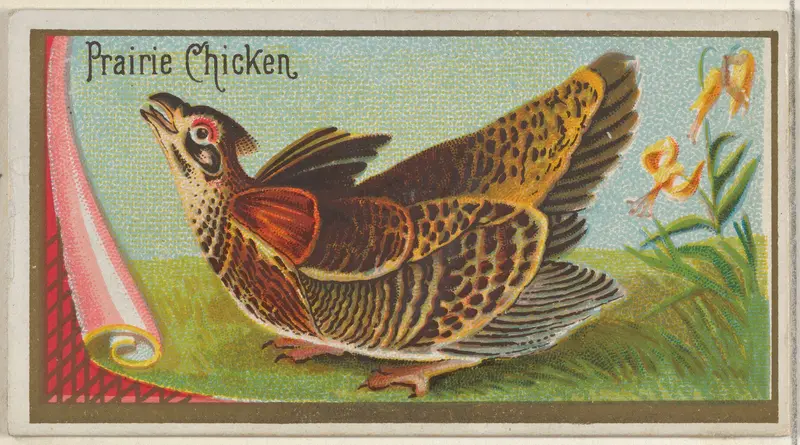 Prairie Chicken, from the Game Birds series (N13) for Allen & Ginter Cigarettes Brands Wall Art by Allen & Ginter - High-Resolution Digital Print