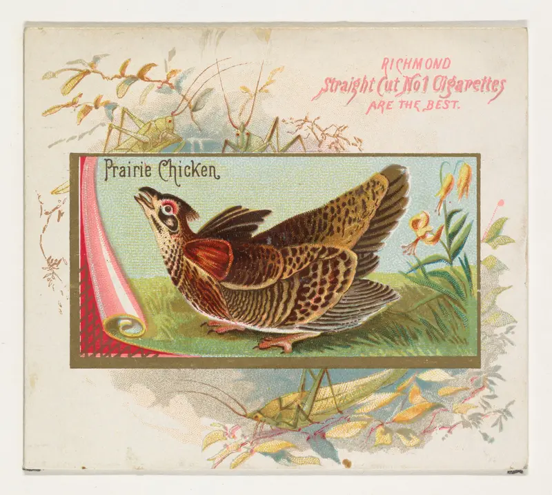 Prairie Chicken, from the Game Birds series (N40) for Allen & Ginter Cigarettes Wall Art by Allen & Ginter - High-Resolution Digital Print
