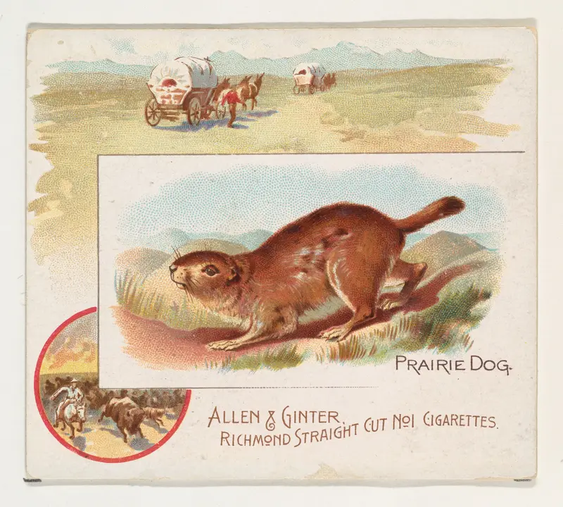 Prairie Dog, from Quadrupeds series (N41) for Allen & Ginter Cigarettes Wall Art by Allen & Ginter - High-Resolution Digital Print