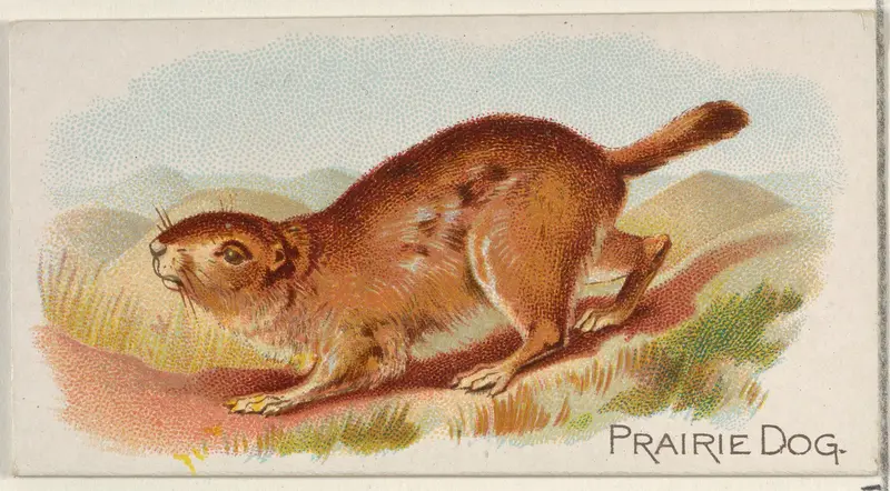 Prairie Dog, from the Quadrupeds series (N21) for Allen & Ginter Cigarettes Wall Art by Allen & Ginter - High-Resolution Digital Print