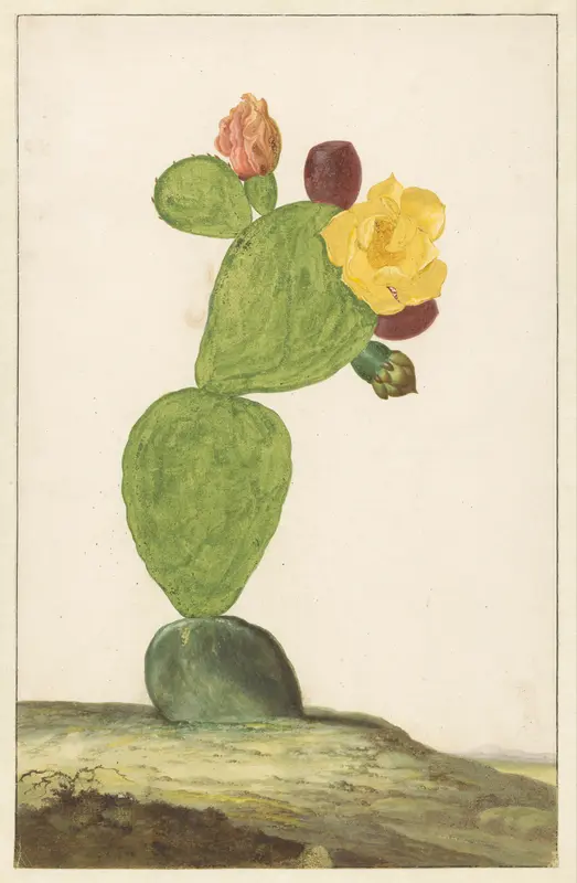 Prickly Pear in Bloom Wall Art by Willem de Heer - High-Resolution Digital Print