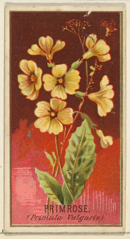 Primrose (Primula Vulgaris), from the Flowers series for Old Judge Cigarettes Wall Art by Goodwin & Company - High-Resolution Digital Print