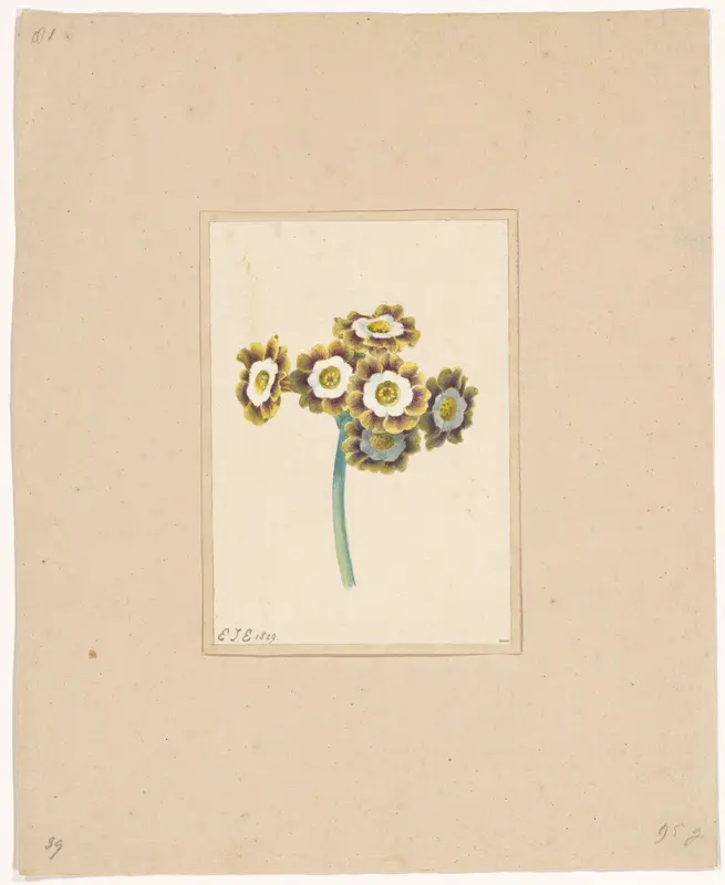 Primula auricula Wall Art by anonymous - High-Resolution Digital Print