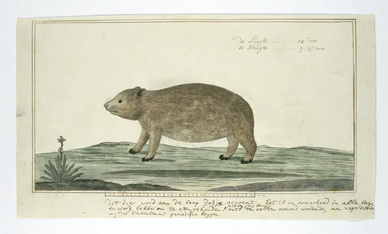 Procavia capensis (Kaapse klipdas of dassie) Wall Art by Robert Jacob Gordon - High-Resolution Digital Print