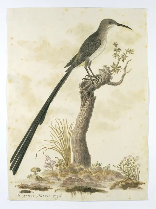 Promerops cafer (Cape sugarbird) Wall Art by Robert Jacob Gordon - High-Resolution Digital Print