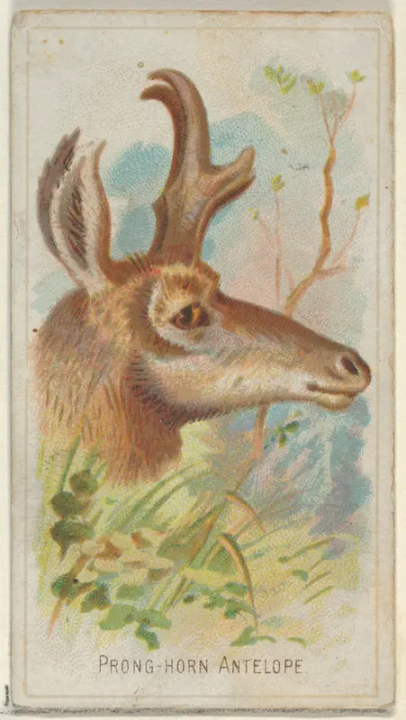 Prong-Horn Antelope, from the Wild Animals of the World series (N25) for Allen & Ginter Cigarettes Wall Art by Allen & Ginter - High-Resolution Digital Print