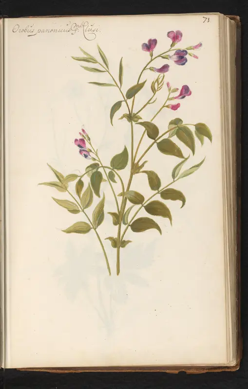 Pronkerwt (Lathyrus vernus) Wall Art by anonymous - High-Resolution Digital Print