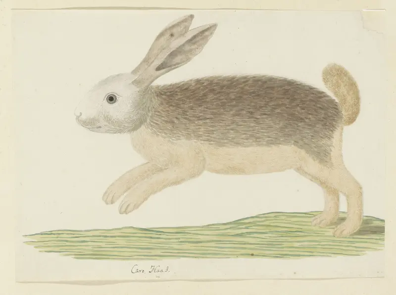 Pronolagus sp. (Karoo haas) Wall Art by Robert Jacob Gordon - High-Resolution Digital Print