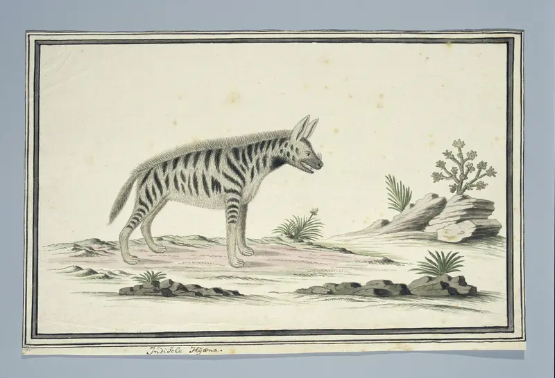 Proteles cristatus (waarschijnlijk) (Aardwolf) Wall Art by Robert Jacob Gordon - High-Resolution Digital Print