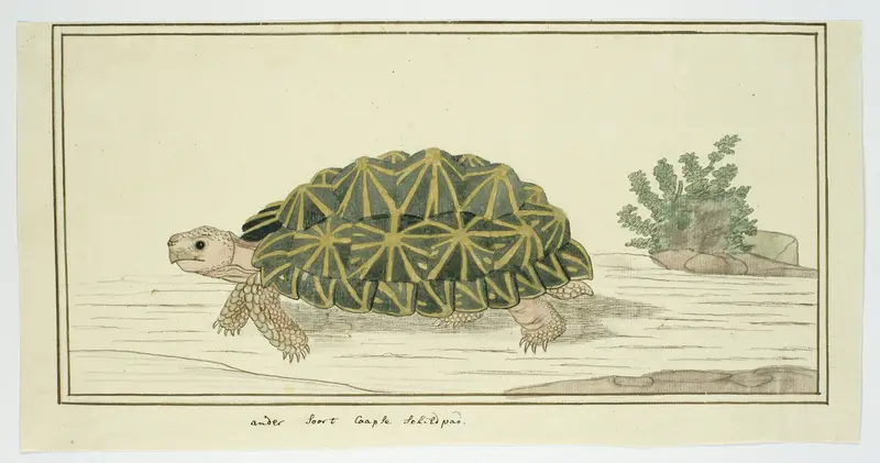 Psammobates tentorius (Knobbellandschildpad) Wall Art by Unknown - High-Resolution Digital Print