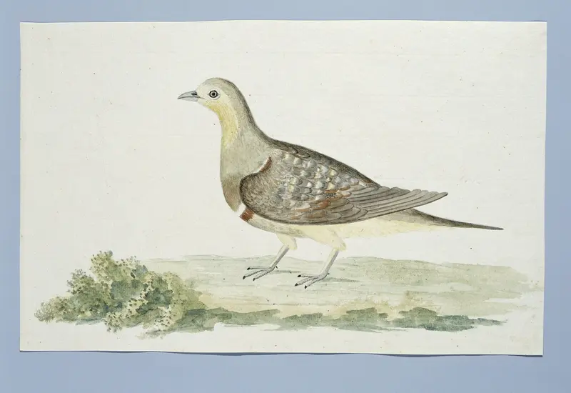 Pterocles namaqua (Namaqua sandgrouse) Wall Art by Robert Jacob Gordon - High-Resolution Digital Print