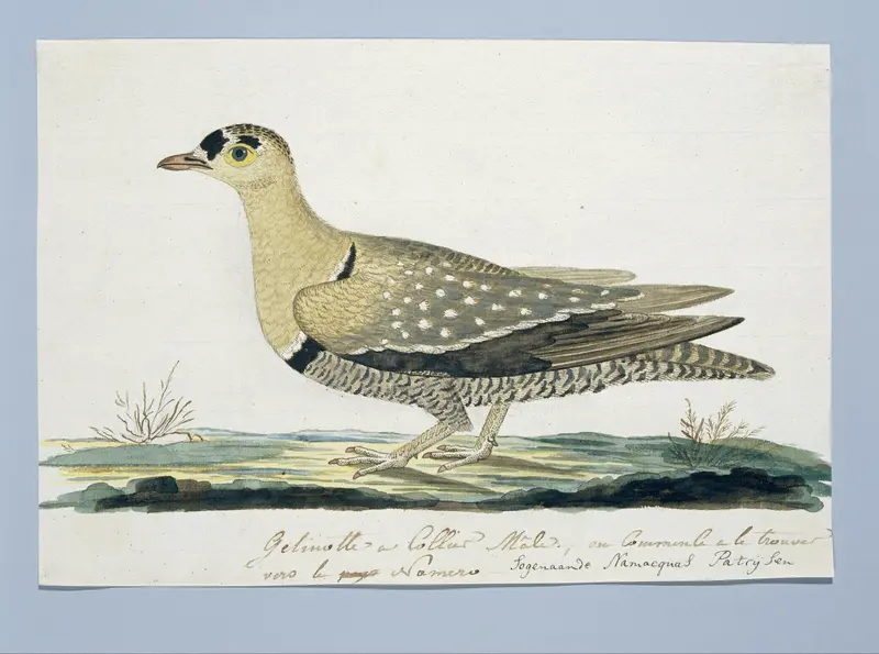 Pteroclurus bicinctus (Dubbelbandzandhoen) Wall Art by Robert Jacob Gordon - High-Resolution Digital Print