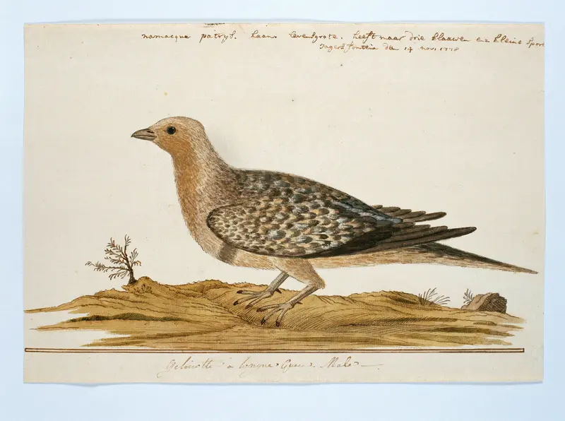 Pteroclurus namaqua (Namaqua sandgrouse) Wall Art by Robert Jacob Gordon - High-Resolution Digital Print