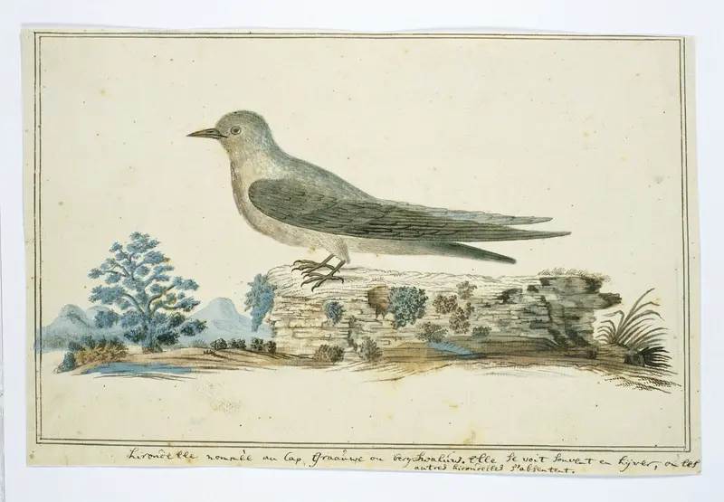Ptynoprogne fuligula (Rock martin) Wall Art by Robert Jacob Gordon - High-Resolution Digital Print