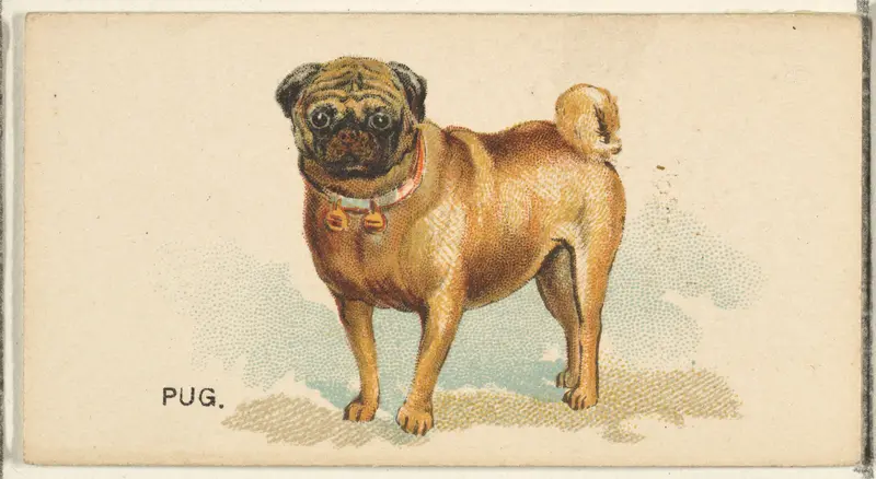 Pug, from the Dogs of the World series for Old Judge Cigarettes Wall Art by Goodwin & Company - High-Resolution Digital Print