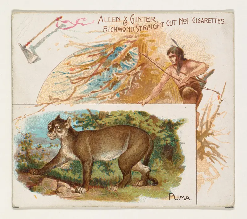 Puma, from Quadrupeds series (N41) for Allen & Ginter Cigarettes Wall Art by Allen & Ginter - High-Resolution Digital Print