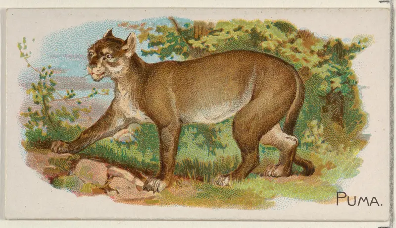 Puma, from the Quadrupeds series (N21) for Allen & Ginter Cigarettes Wall Art by Allen & Ginter - High-Resolution Digital Print