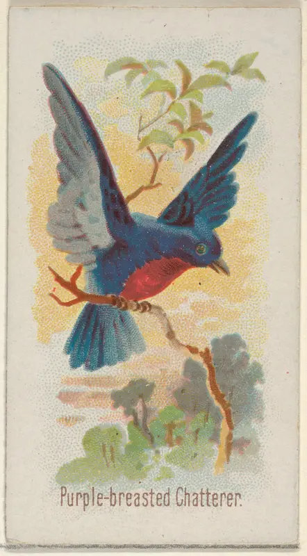 Purple-breasted Chatterer, from the Song Birds of the World series (N23) for Allen & Ginter Cigarettes Wall Art by Allen & Ginter - High-Resolution Digital Print