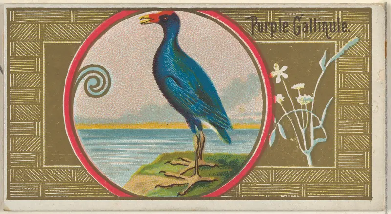 Purple Gallinule, from the Game Birds series (N13) for Allen & Ginter Cigarettes Brands Wall Art by Allen & Ginter - High-Resolution Digital Print