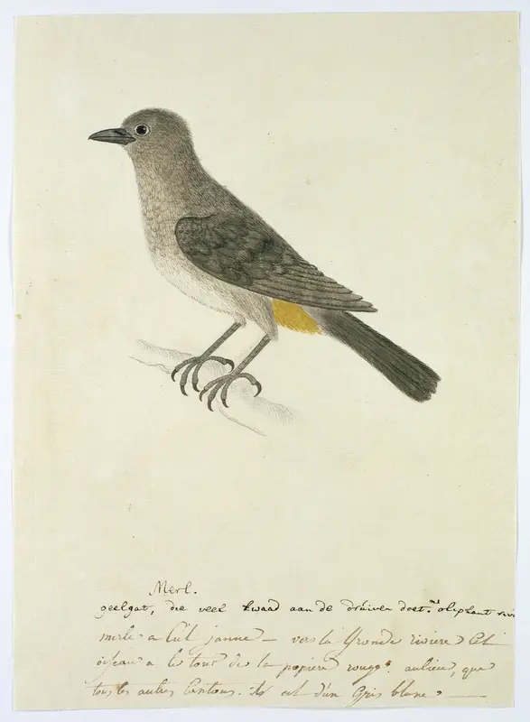 Pycnonotus capensis (Kaapse buulbuul) Wall Art by Robert Jacob Gordon - High-Resolution Digital Print