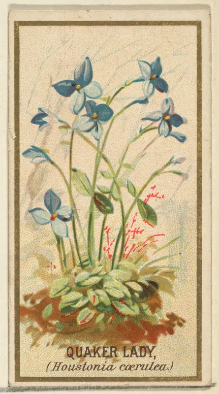 Quaker Lady (Houstonia caerulea), from the Flowers series for Old Judge Cigarettes Wall Art by Goodwin & Company - High-Resolution Digital Print