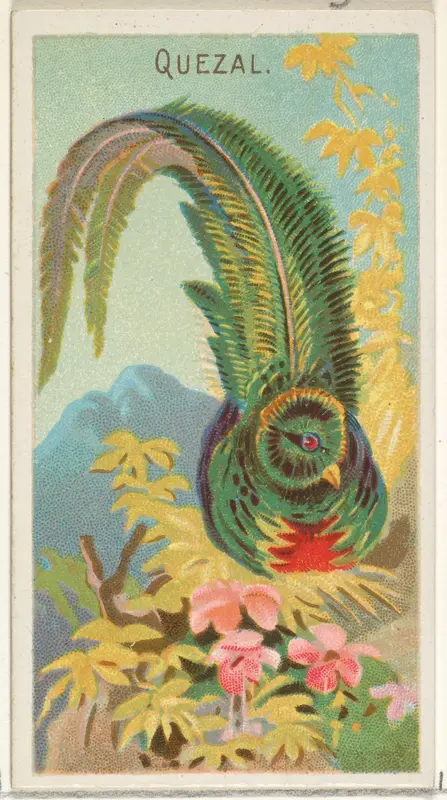 Quetzal, from the Birds of the Tropics series (N5) for Allen & Ginter Cigarettes Brands Wall Art by Allen & Ginter - High-Resolution Digital Print