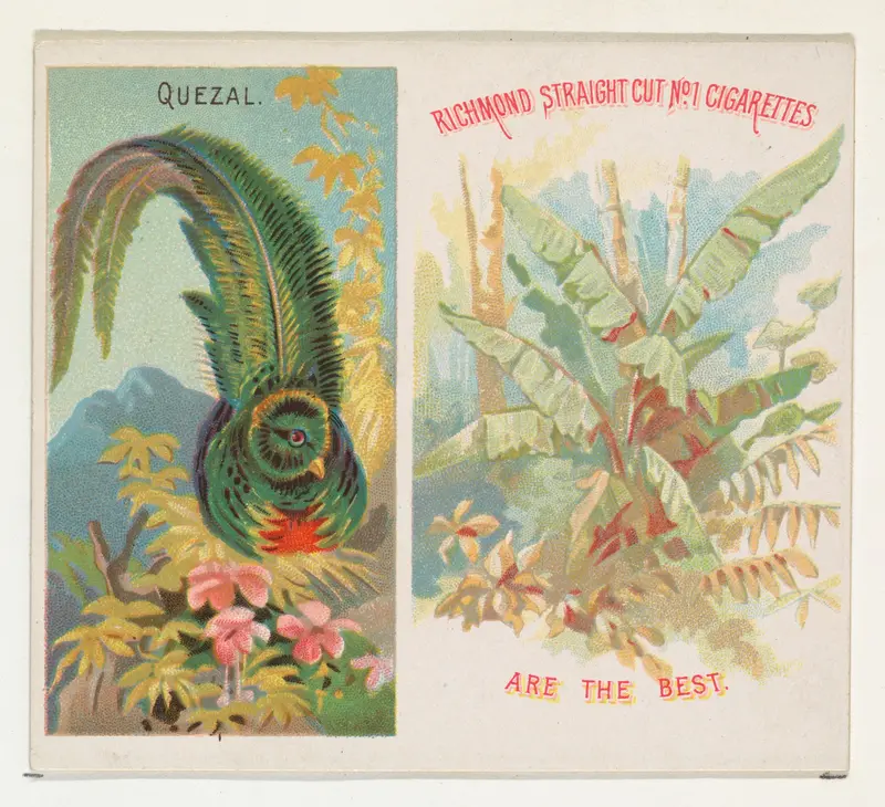 Quezal, from Birds of the Tropics series (N38) for Allen & Ginter Cigarettes Wall Art by Allen & Ginter - High-Resolution Digital Print