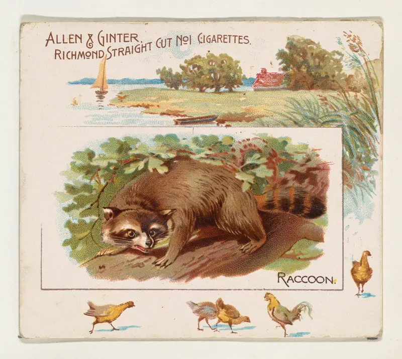 Raccoon, from Quadrupeds series (N41) for Allen & Ginter Cigarettes Wall Art by Allen & Ginter - High-Resolution Digital Print