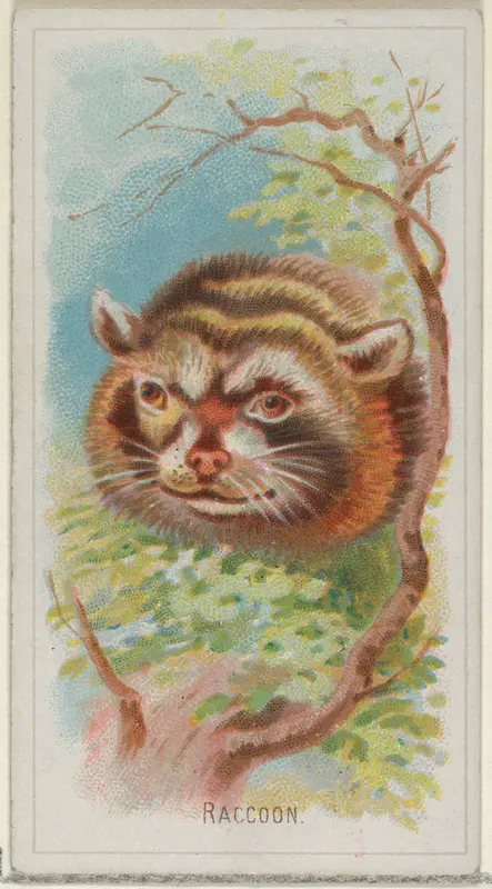 Raccoon, from the Wild Animals of the World series (N25) for Allen & Ginter Cigarettes Wall Art by Allen & Ginter - High-Resolution Digital Print