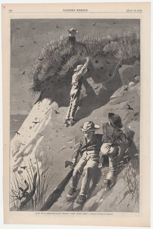 Raid on a Sand-swallow Colony – "How Many Eggs?" (from "Harper's Weekly," Vol. XVIII) Wall Art by Winslow Homer - High-Resolution Digital Print