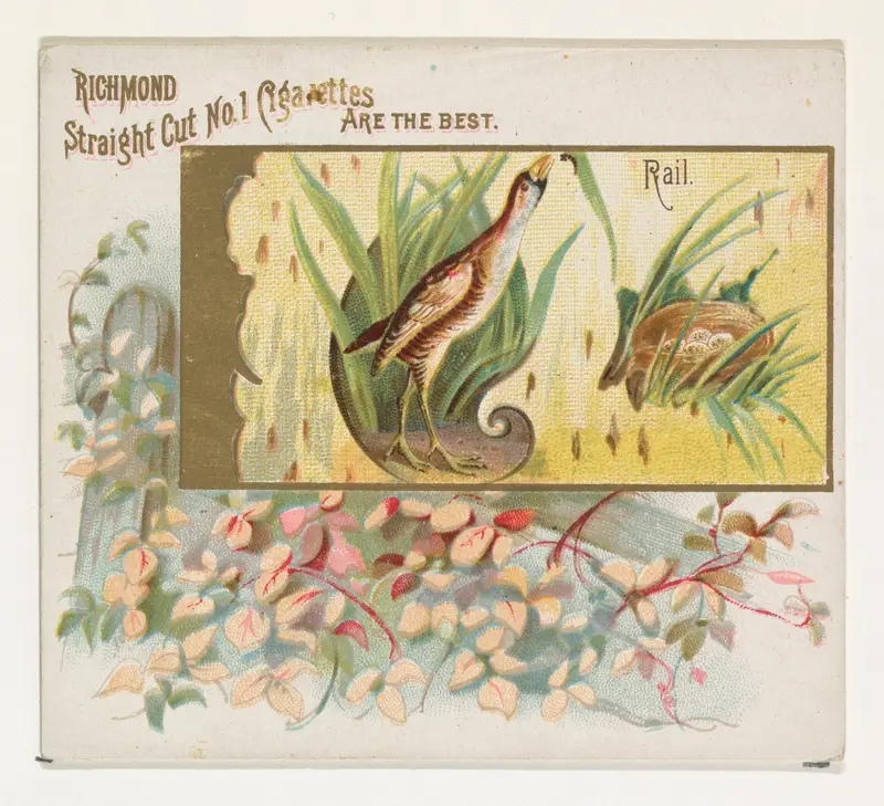 Rail, from the Game Birds series (N40) for Allen & Ginter Cigarettes Wall Art by Allen & Ginter - High-Resolution Digital Print
