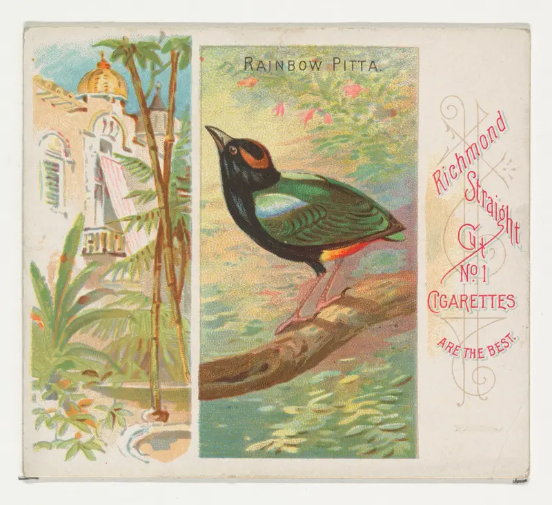 Rainbow Pitta, from Birds of the Tropics series (N38) for Allen & Ginter Cigarettes Wall Art by Allen & Ginter - High-Resolution Digital Print