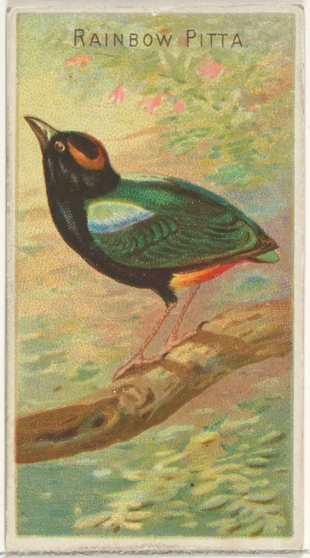 Rainbow Pitta, from the Birds of the Tropics series (N5) for Allen & Ginter Cigarettes Brands Wall Art by Allen & Ginter - High-Resolution Digital Print
