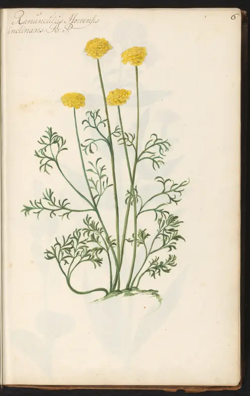 Ranonkel (Ranunculus) Wall Art by anonymous - High-Resolution Digital Print