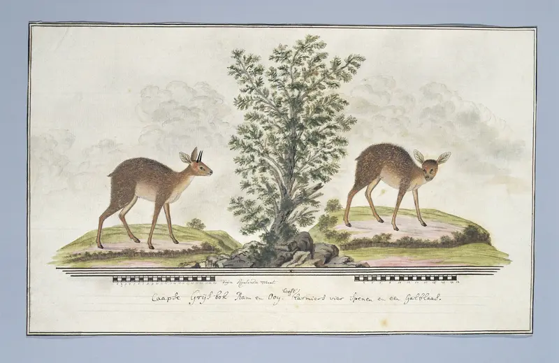 Raphicerus melanotis (Grijsbok) Wall Art by Robert Jacob Gordon - High-Resolution Digital Print