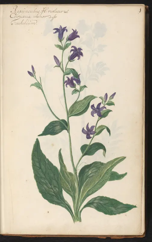 Rapunzelklokje (Campanula rapunculus) Wall Art by anonymous - High-Resolution Digital Print