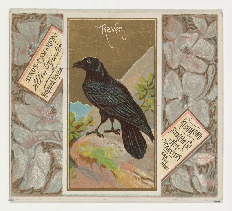 Raven, from the Birds of America series (N37) for Allen & Ginter Cigarettes Wall Art by Allen & Ginter - High-Resolution Digital Print