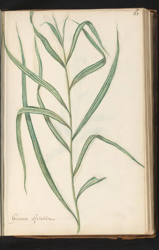 Rechtopstaand gras Wall Art by anonymous - High-Resolution Digital Print