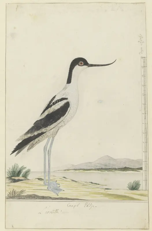 Recurvirostra avosetta (Pied avocet) Wall Art by Robert Jacob Gordon - High-Resolution Digital Print