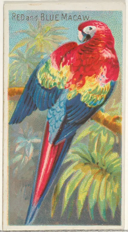 Red and Blue Macaw, from the Birds of the Tropics series (N5) for Allen & Ginter Cigarettes Brands Wall Art by Allen & Ginter - High-Resolution Digital Print