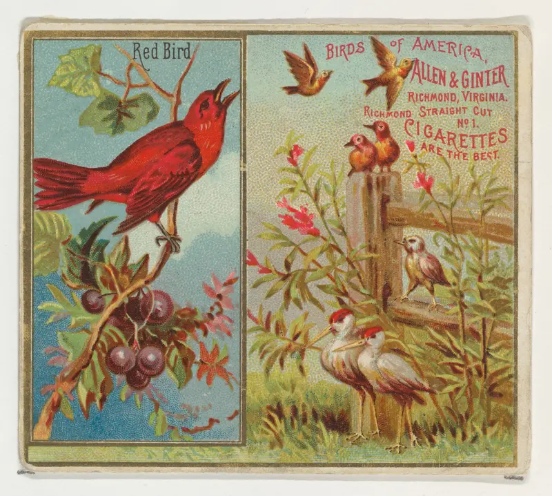 Red Bird, from the Birds of America series (N37) for Allen & Ginter Cigarettes Wall Art by Allen & Ginter - High-Resolution Digital Print