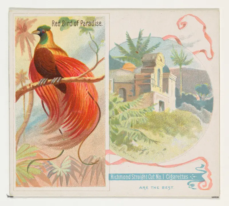 Red Bird of Paradise, from Birds of the Tropics series (N38) for Allen & Ginter Cigarettes Wall Art by Allen & Ginter - High-Resolution Digital Print