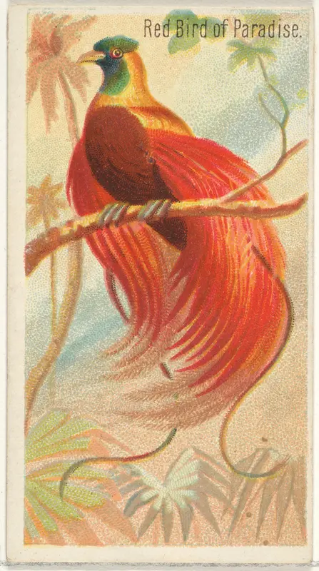 Red Bird of Paradise, from the Birds of the Tropics series (N5) for Allen & Ginter Cigarettes Brands Wall Art by Allen & Ginter - High-Resolution Digital Print