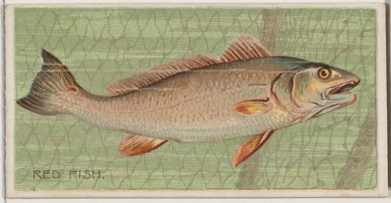 Red Fish, from the series Fishers and Fish (N74) for Duke brand cigarettes Wall Art by Knapp & Company - High-Resolution Digital Print