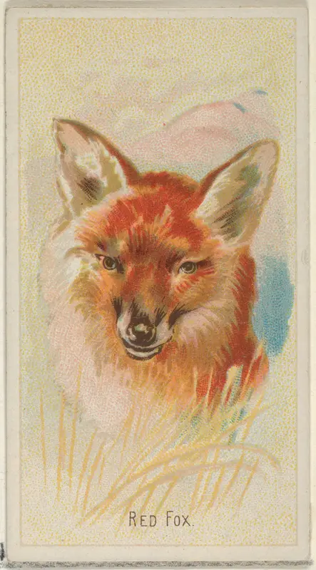 Red Fox, from the Wild Animals of the World series (N25) for Allen & Ginter Cigarettes Wall Art by Allen & Ginter - High-Resolution Digital Print