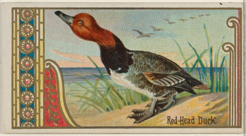 Red Head Duck, from the Game Birds series (N13) for Allen & Ginter Cigarettes Brands Wall Art by Allen & Ginter - High-Resolution Digital Print