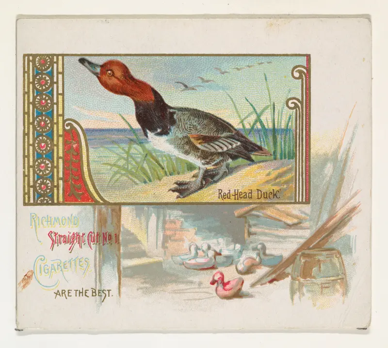 Red Head Duck, from the Game Birds series (N40) for Allen & Ginter Cigarettes Wall Art by Allen & Ginter - High-Resolution Digital Print